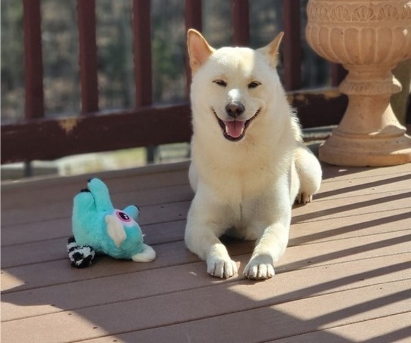 Medium Photo #1 Shiba Inu Puppy For Sale in SOMERSWORTH, NH, USA