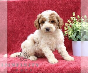 Goldendoodle (Miniature) Puppy for sale in EPHRATA, PA, USA