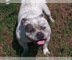 Bulldog Puppy for sale in N CHESTERFLD, VA, USA