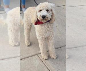 Birdie - Female Poodle (Standard) Dog for Adoption - Photo #2