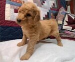 Puppy Female 1 Goldendoodle