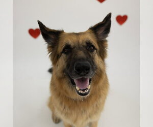Pippi - Female German Shepherd Dog Dog for Adoption - Photo #43
