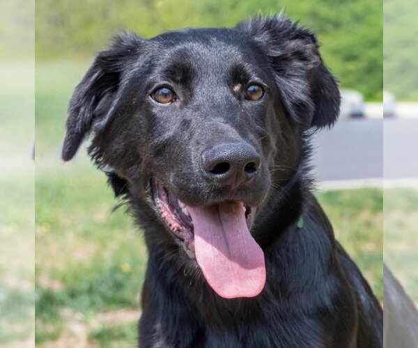 Medium Photo #1 Mutt Puppy For Sale in Canton, CT, USA