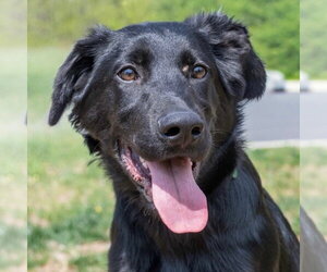 Mutt Dogs for adoption in Canton, CT, USA