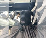 Small #1 American Pit Bull Terrier-Labrador Retriever Mix