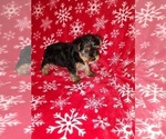 Small Photo #14 Yorkshire Terrier Puppy For Sale in LAPEER, MI, USA