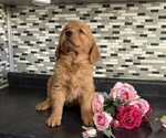 Small #1 Golden Retriever
