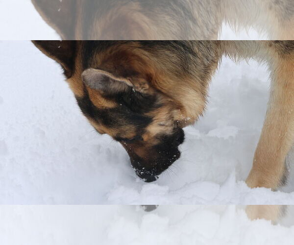 Medium Photo #36 German Shepherd Dog Puppy For Sale in Sebec, ME, USA