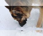 Small #35 German Shepherd Dog