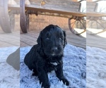 Small Photo #1 Goldendoodle (Miniature) Puppy For Sale in OKLAHOMA CITY, OK, USA