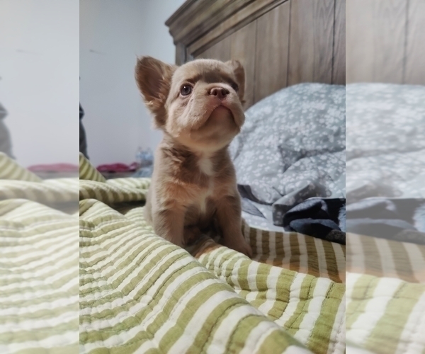 Medium Photo #9 French Bulldog Puppy For Sale in HIGHLAND VILL, TX, USA
