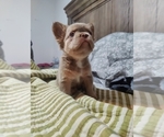 Small #8 French Bulldog