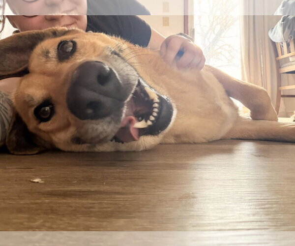 Medium Photo #2 German Shepherd Dog-Unknown Mix Puppy For Sale in Jacksonville, NC, USA