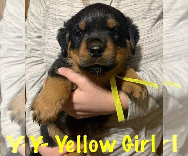 Medium Photo #7 Rottweiler Puppy For Sale in DRAPER, VA, USA