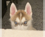Small Photo #7 Siberian Husky Puppy For Sale in RENO, NV, USA