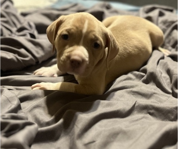 Medium Photo #23 American Bully Puppy For Sale in BUFFALO, NY, USA