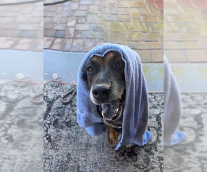 Rosco - Male Mutt Dog for Adoption - Photo #3