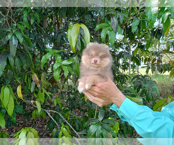 Medium Photo #5 Pomeranian Puppy For Sale in WEST PALM BEACH, FL, USA