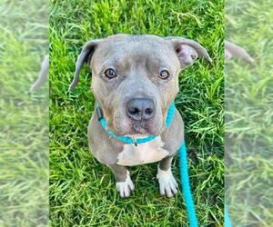 Mutt Dogs for adoption in Sacramento, CA, USA