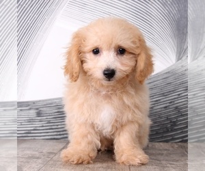 Poochon Puppy for sale in WESTPOINT, IN, USA