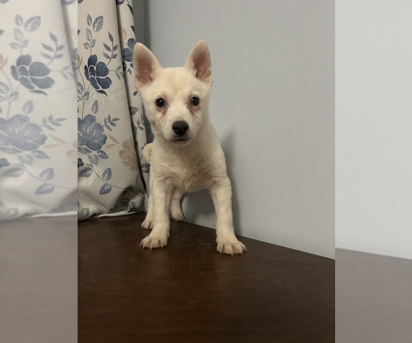 Medium Photo #18 Alaskan Klee Kai Puppy For Sale in DURHAM, CT, USA