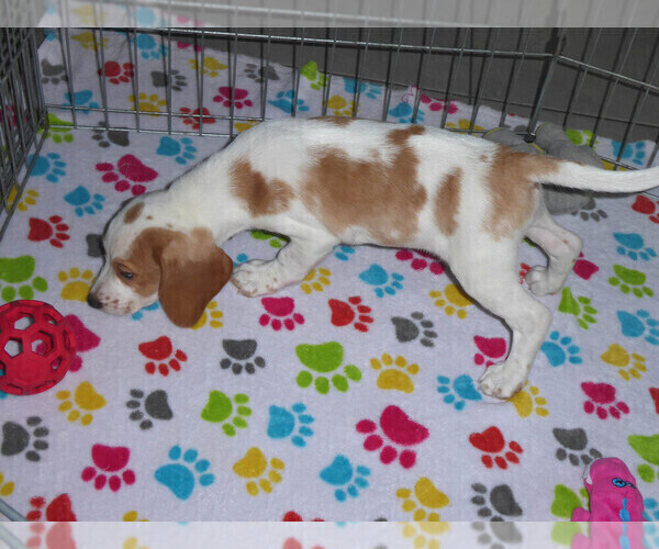 Medium Photo #4 Beagle Puppy For Sale in ORO VALLEY, AZ, USA