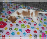 Small Photo #4 Beagle Puppy For Sale in ORO VALLEY, AZ, USA