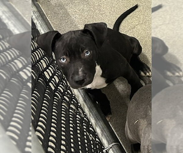 Medium Photo #1 Labrador Retriever-Unknown Mix Puppy For Sale in Sterling, MA, USA