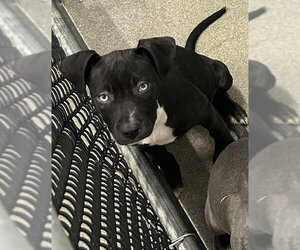 Labrador Retriever-Unknown Mix Dogs for adoption in Sterling, MA, USA