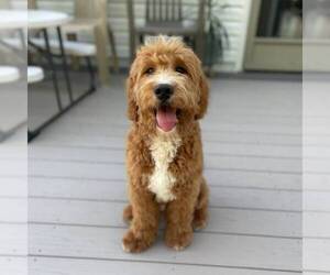 Goldendoodle-Poodle (Miniature) Mix Puppy for sale in DALTON, OH, USA