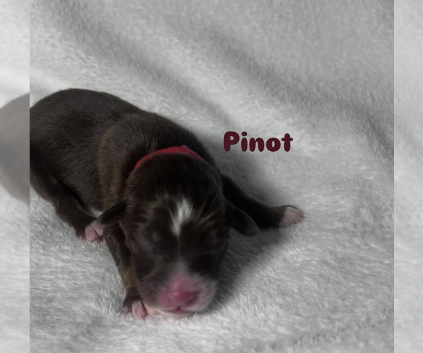 Medium Photo #4 Australian Shepherd Puppy For Sale in OLD LYME, CT, USA