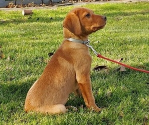 Labrador Retriever Puppy for sale in NEWTON, NJ, USA