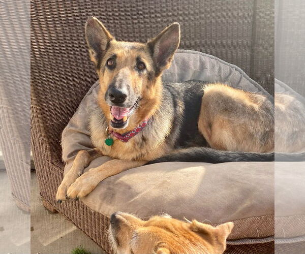 Medium Photo #3 German Shepherd Dog Puppy For Sale in Newport Beach, CA, USA