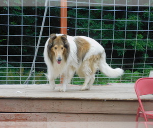 Father of the Bearded Collie puppies born on 06/12/2022