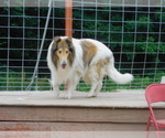 Small Photo #1 Bearded Collie Puppy For Sale in WINDSOR MILLS, OH, USA