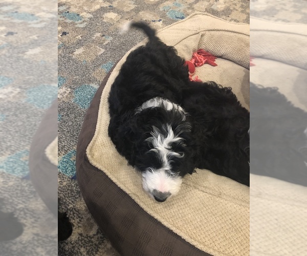 Medium Photo #35 Aussiedoodle-Poodle (Standard) Mix Puppy For Sale in COMMERCE, MI, USA