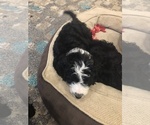 Small Photo #35 Aussiedoodle-Poodle (Standard) Mix Puppy For Sale in COMMERCE, MI, USA
