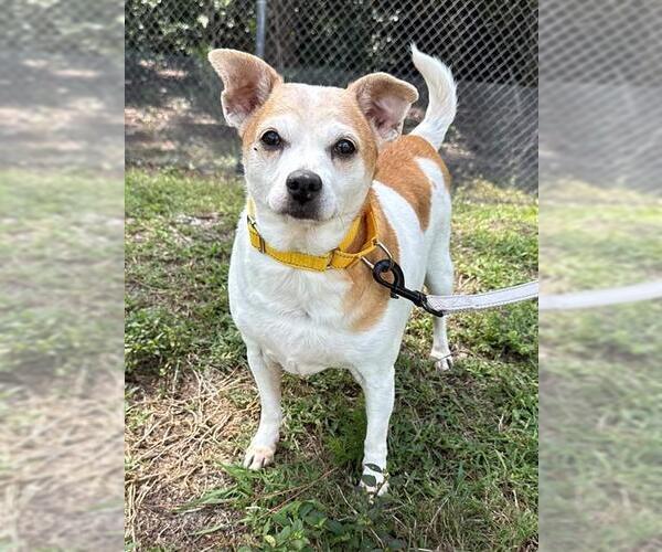 Medium Photo #2 Mutt Puppy For Sale in Naples, FL, USA