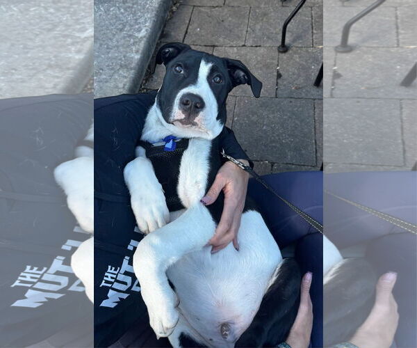 Medium Photo #3 American Staffordshire Terrier-Unknown Mix Puppy For Sale in Fort Collins, CO, USA