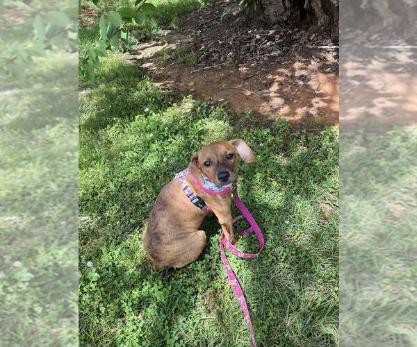 Medium Photo #4 Mutt Puppy For Sale in Candler, NC, USA