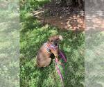 Small #3 Mutt
