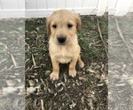 Small Photo #4 Golden Retriever Puppy For Sale in VESTA, MN, USA