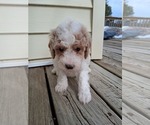 Small Photo #78 Goldendoodle (Miniature) Puppy For Sale in GASTONIA, NC, USA