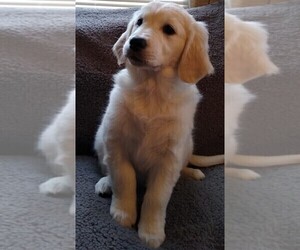 English Cream Golden Retriever Puppies For Sale In Usa Page 1 10