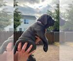 Puppy Lavendar Cane Corso