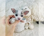 Small #5 Chihuahua