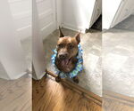 Small #1 American Pit Bull Terrier Mix