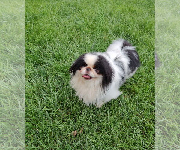 Medium Photo #1 Japanese Chin Puppy For Sale in St. Louis Park, MN, USA