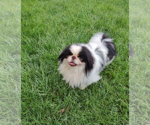 Japanese Chin Dogs for adoption in St. Louis Park, MN, USA