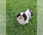 Small Japanese Chin
